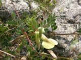 Vicia hybrida. Верхушка стебля с соцветием. Южный Берег Крыма, гора Аю-Даг. 1 мая 2009 г.