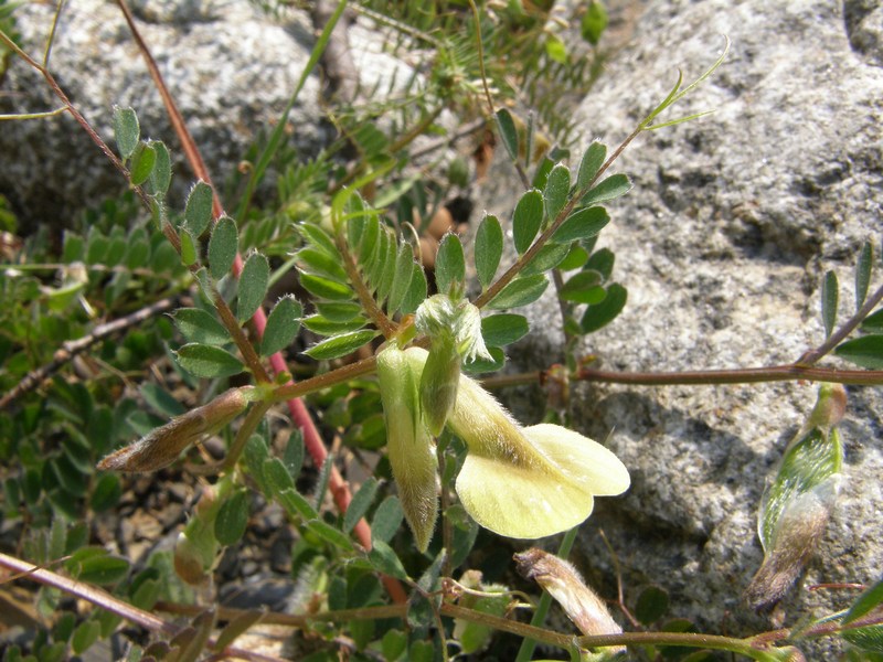 Изображение особи Vicia hybrida.