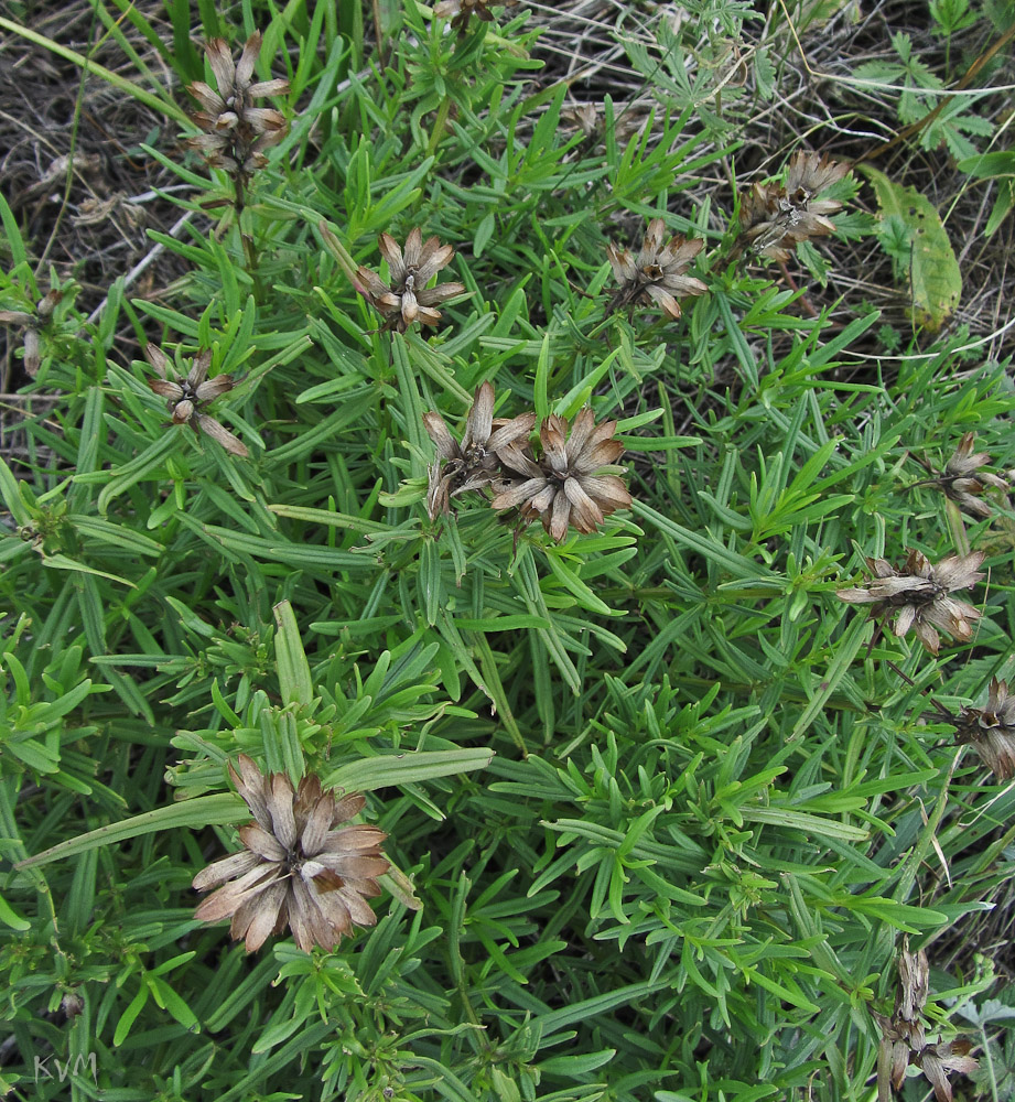 Image of Dracocephalum ruyschiana specimen.