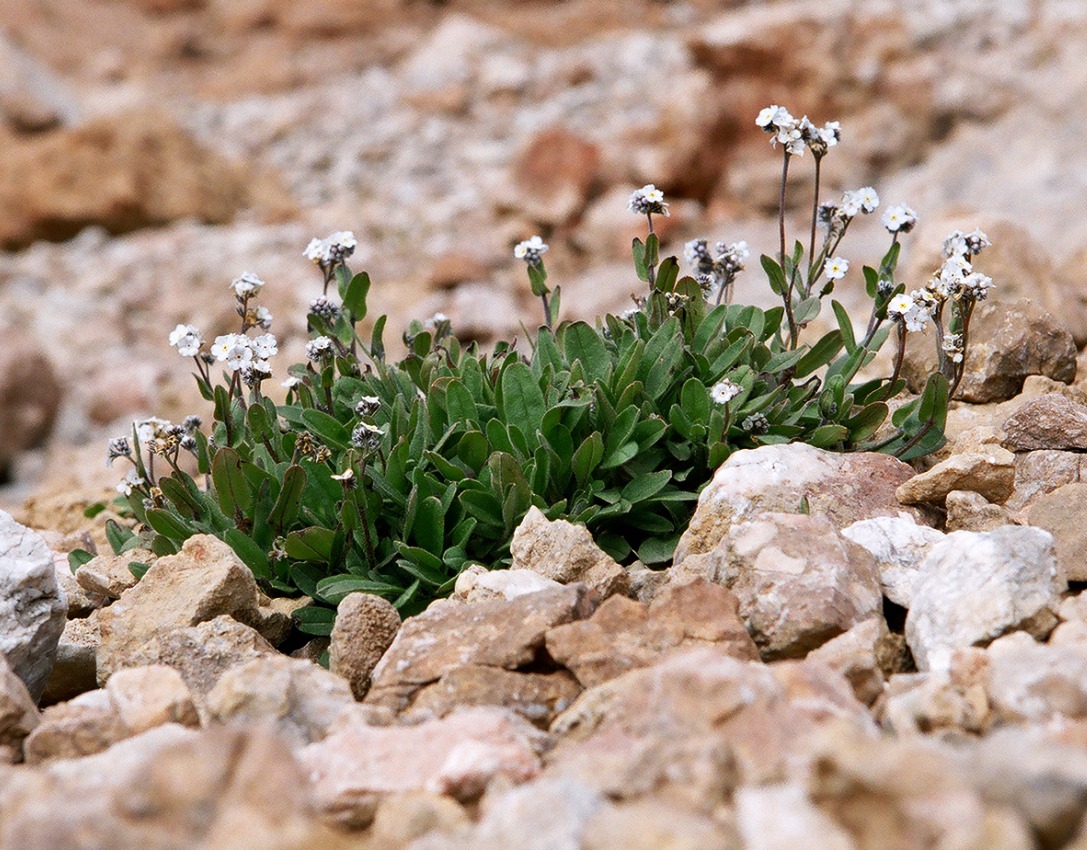 Image of Myosotis schistosa specimen.