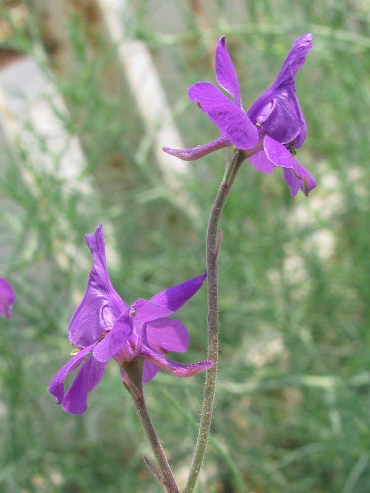 Image of Delphinium ajacis specimen.