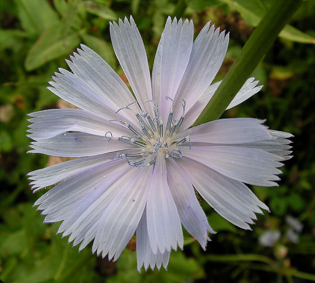 Image of Cichorium intybus specimen.