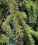 Picea abies