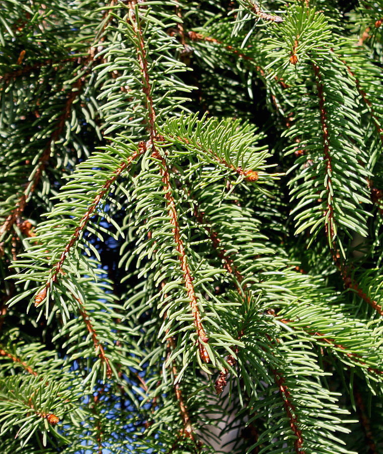 Изображение особи Picea abies.