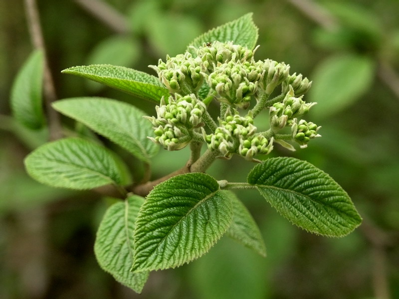 Изображение особи Viburnum lantana.