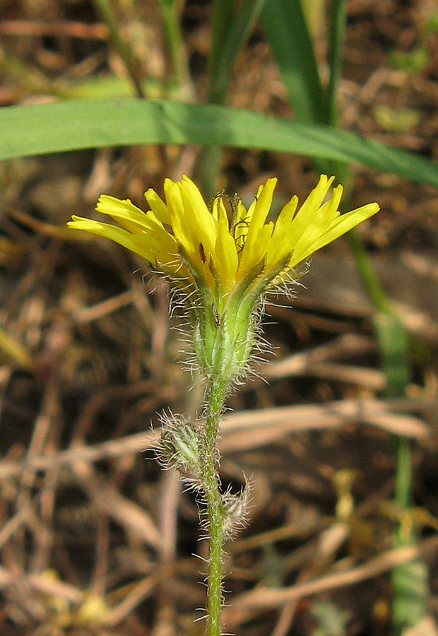 Image of Lagoseris sancta specimen.