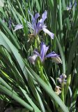 Iris lactea. Цветущее растение. Украина. Одесса, в культуре. 12.05.2013.