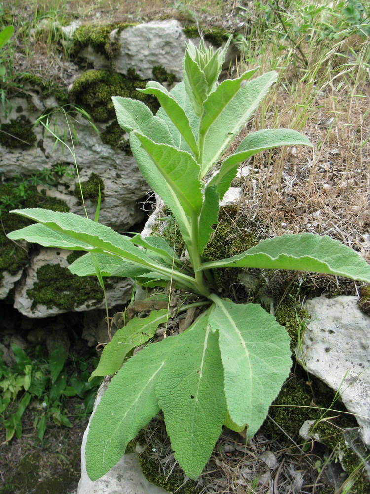 Image of Verbascum phlomoides specimen.