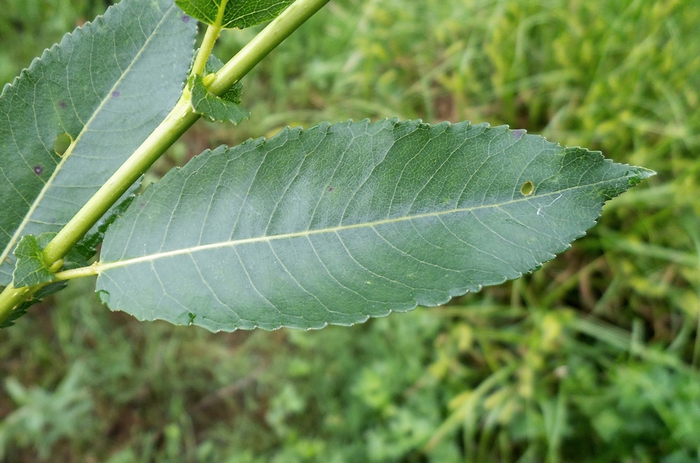 Image of Salix &times; schumanniana specimen.