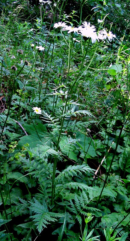 Image of Pyrethrum corymbosum specimen.