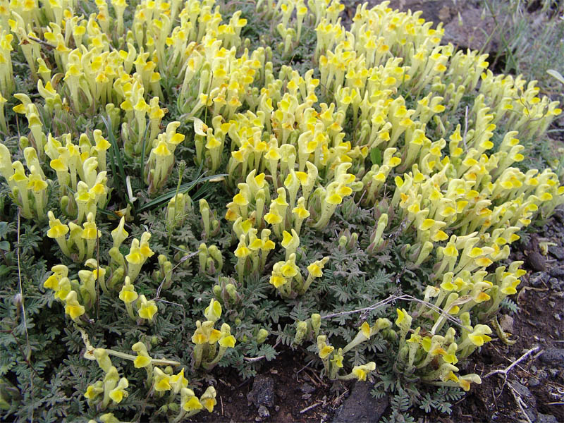 Image of Scutellaria grossheimiana specimen.