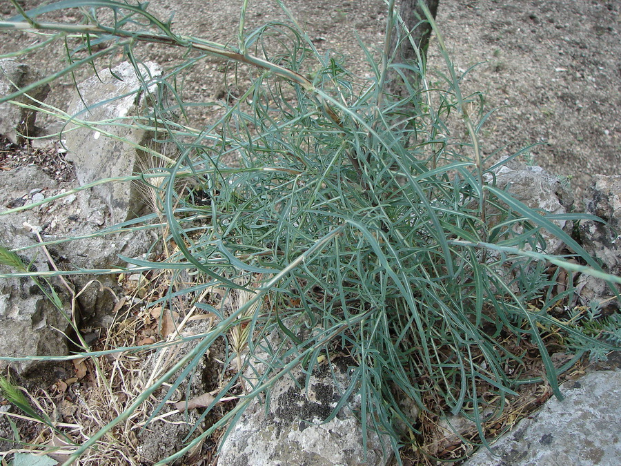 Image of Scariola viminea specimen.