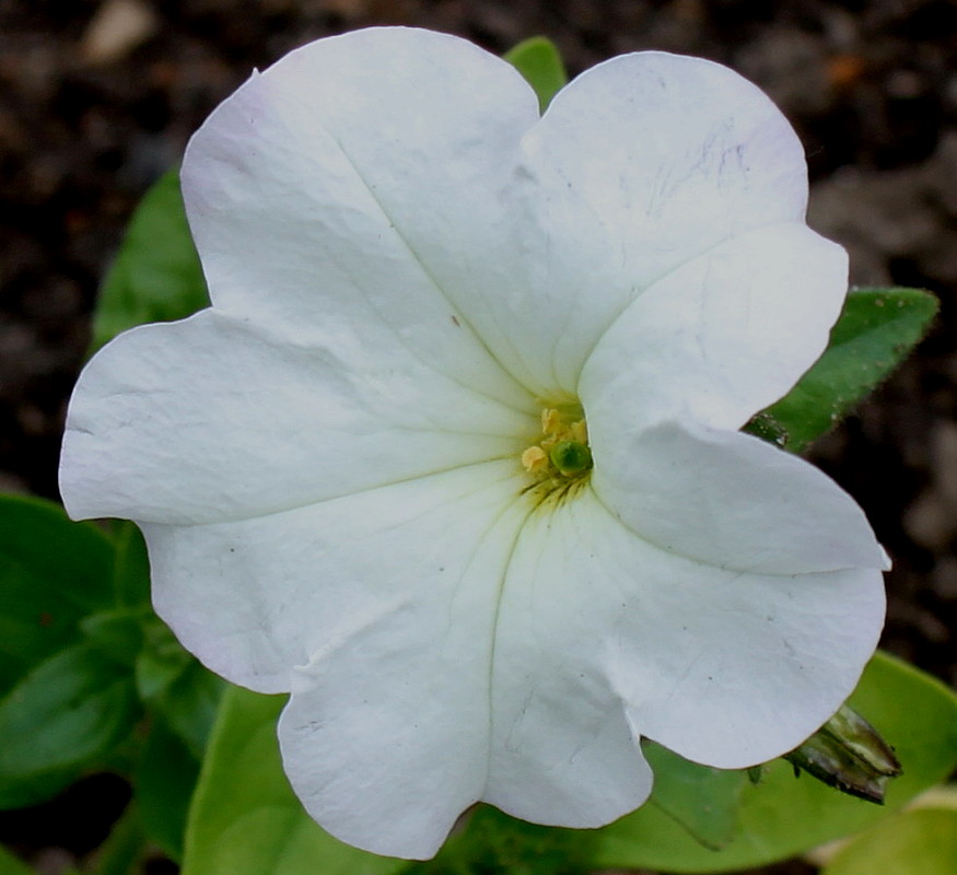 Image of Petunia axillaris specimen.