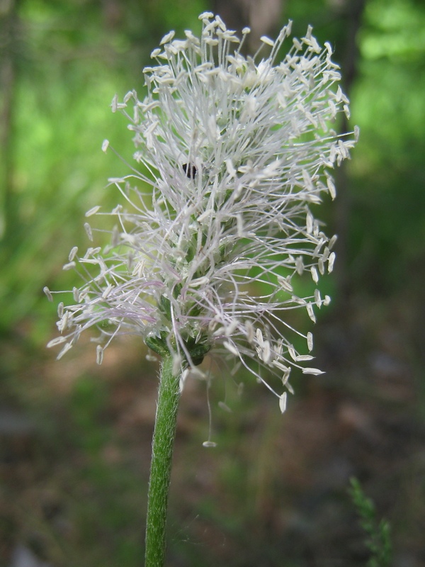 Image of Plantago media specimen.