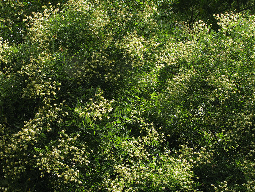 Image of Styphnolobium japonicum specimen.