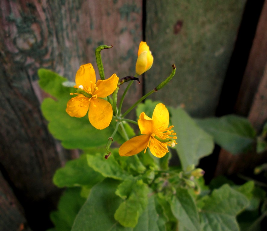 Изображение особи Chelidonium majus.