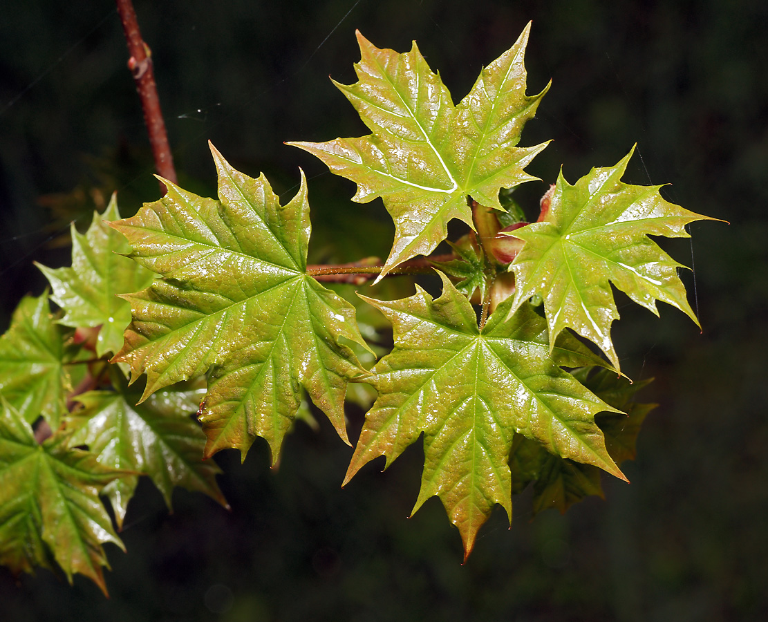 Image of Acer platanoides specimen.