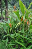 Heliconia psittacorum. Цветущее растение. Таиланд, национальный парк Си Пханг-нга. 19.06.2013.