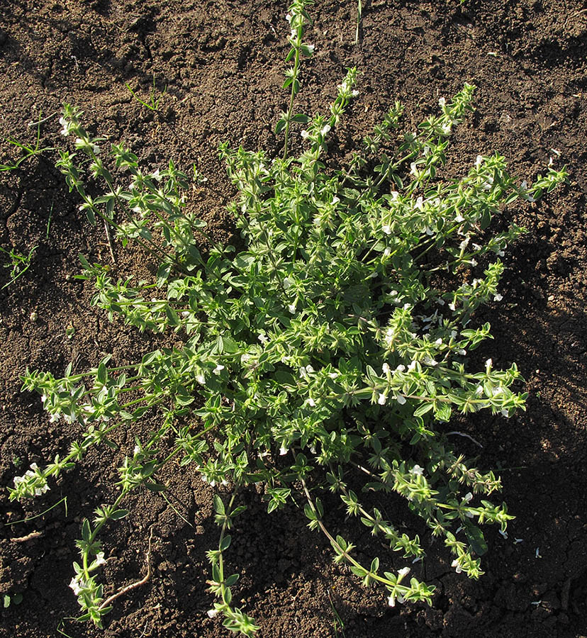 Image of Stachys annua specimen.