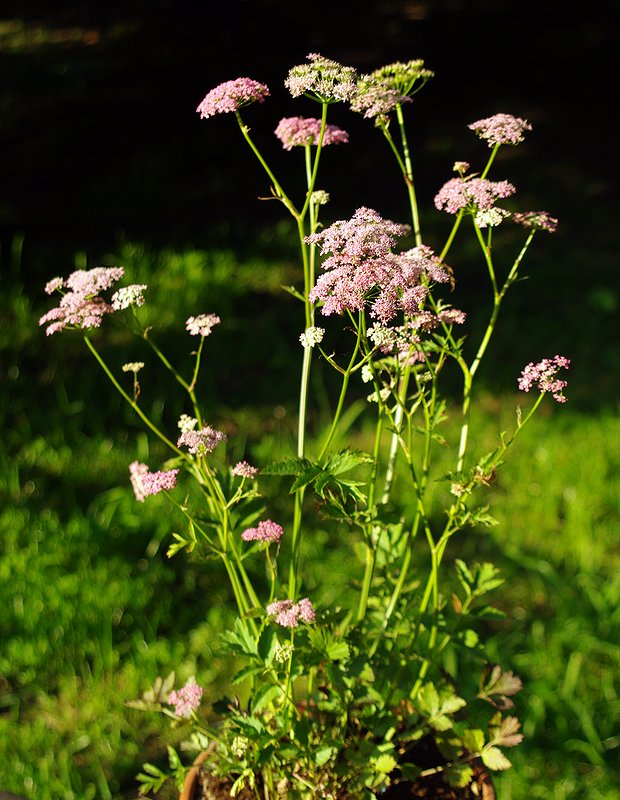 Изображение особи Pimpinella major.