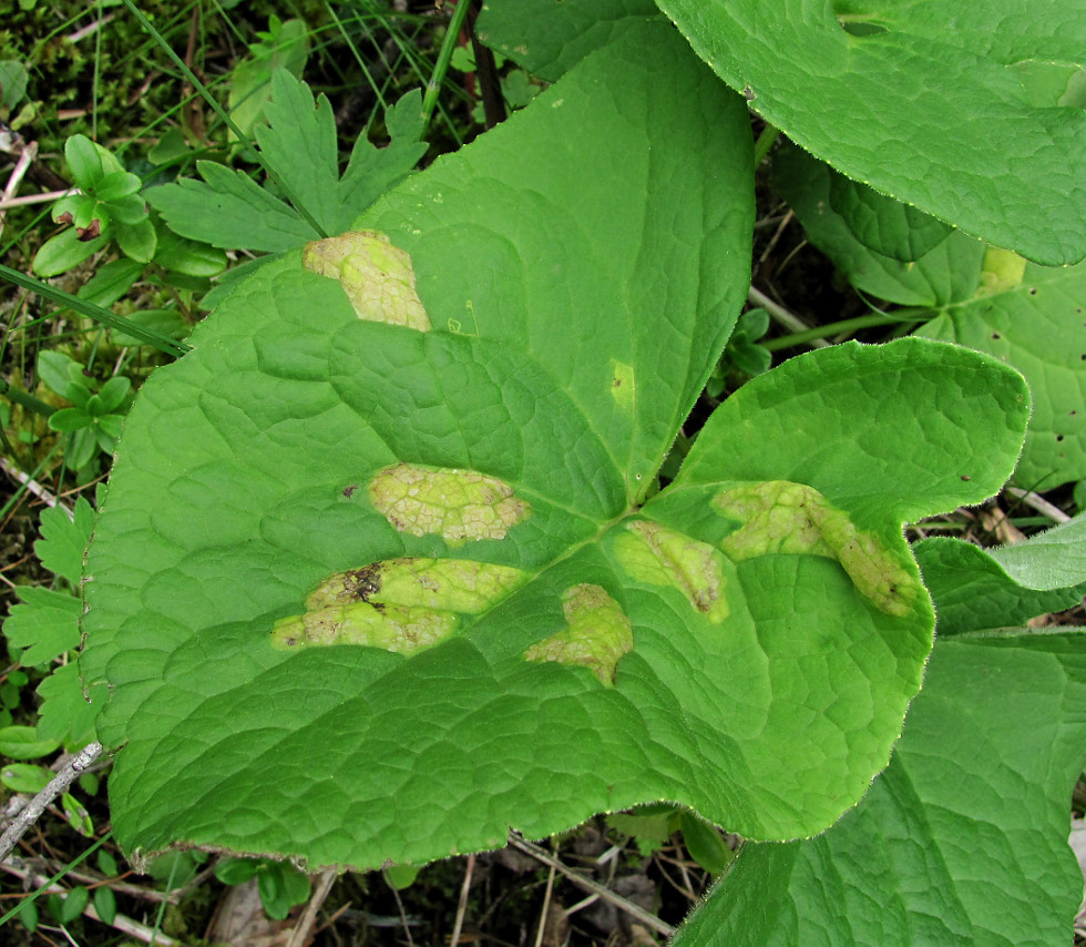 Image of Ligularia sibirica specimen.