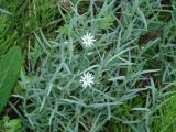 Stellaria dahurica. Цветущее растение. Иркутск, территория курорта Ангара. 12.06.2012.