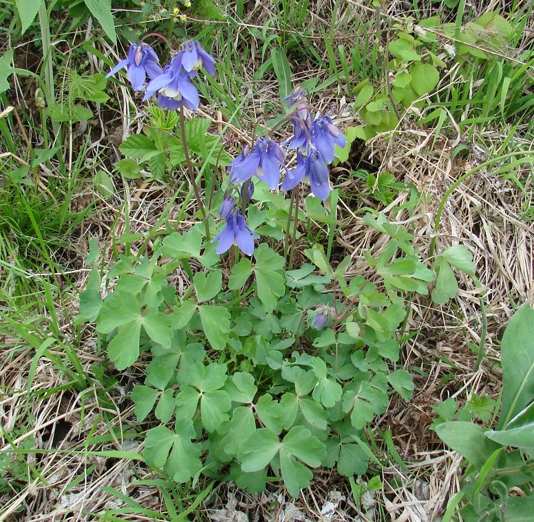 Image of Aquilegia sibirica specimen.