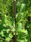 Eryngium planum