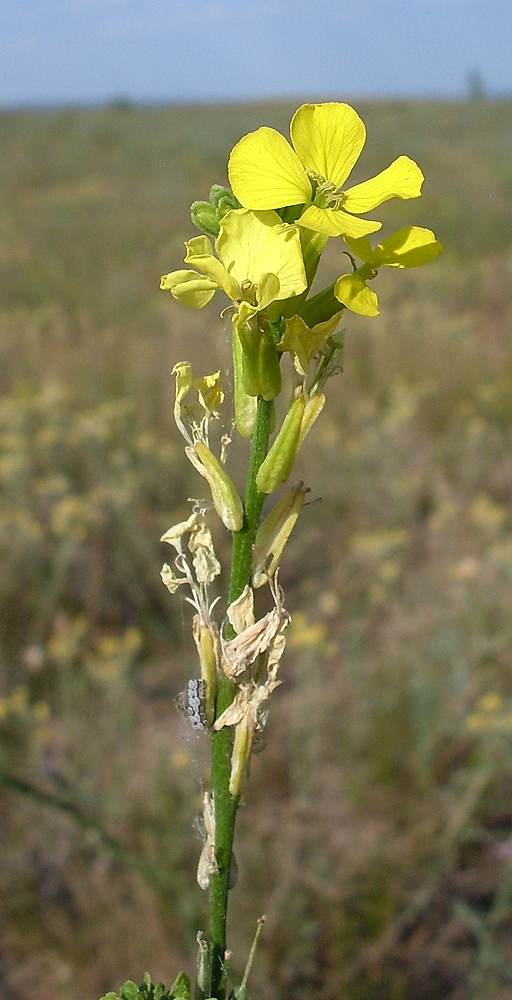 Image of Syrenia cana specimen.