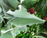 Смотреть изображение Kalanchoe beharensis