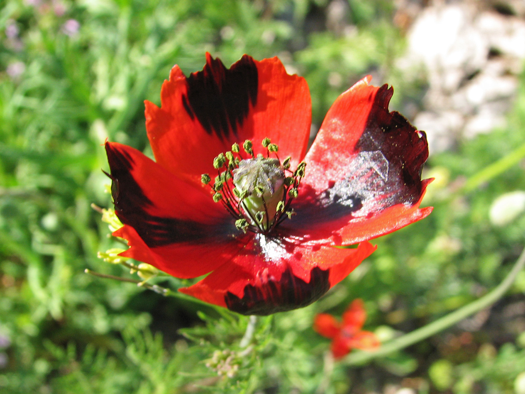 Изображение особи Papaver laevigatum.