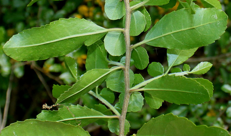 Image of Azara serrata specimen.