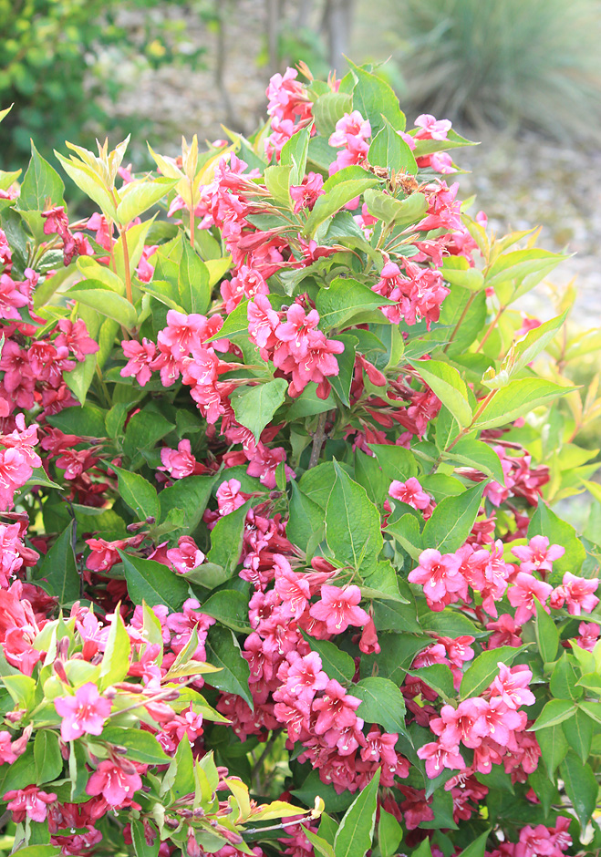 Image of Weigela florida specimen.