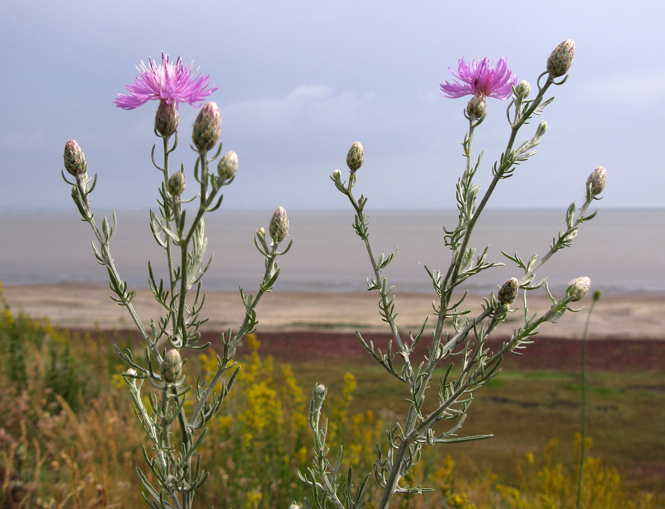 Изображение особи Centaurea arenaria.