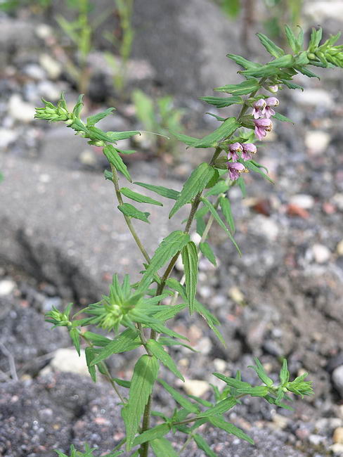 Image of Odontites vulgaris specimen.