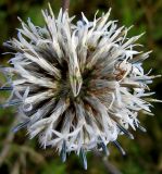 Echinops sphaerocephalus