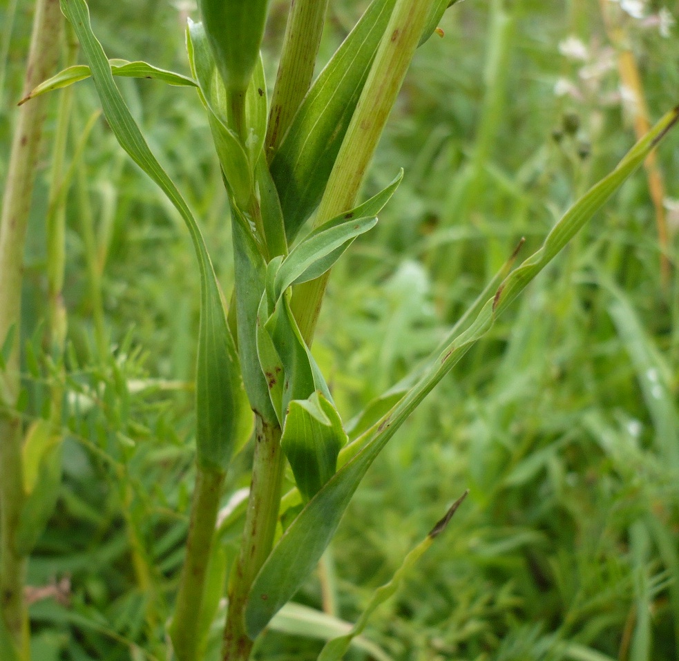 Изображение особи Tragopogon orientalis.