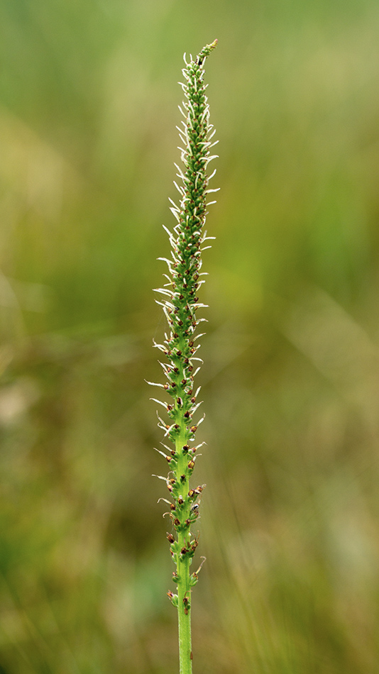 Изображение особи Plantago cornuti.