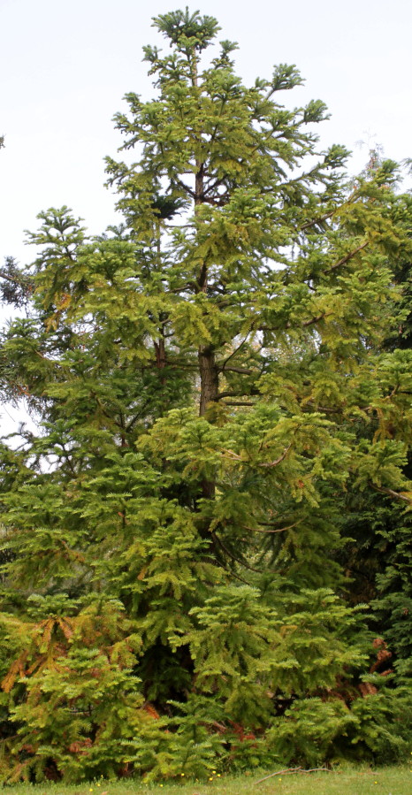 Image of Cunninghamia lanceolata specimen.