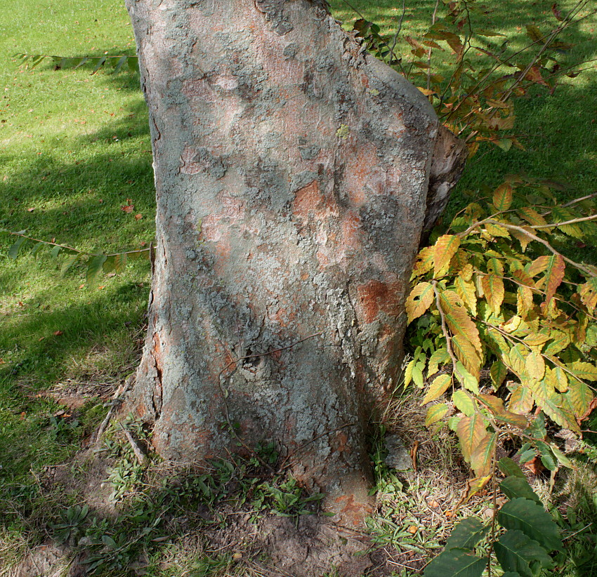 Image of Zelkova serrata specimen.