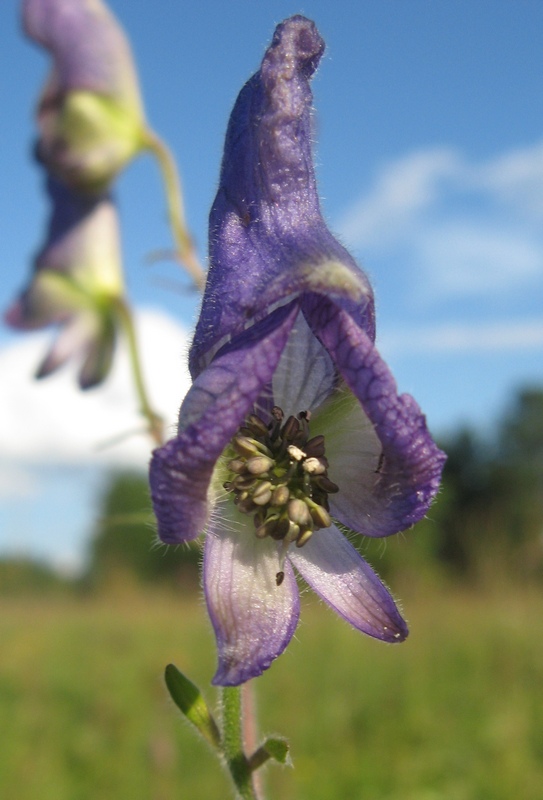 Image of Aconitum volubile specimen.