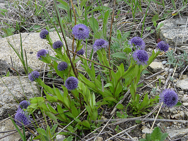 Image of Globularia bisnagarica specimen.