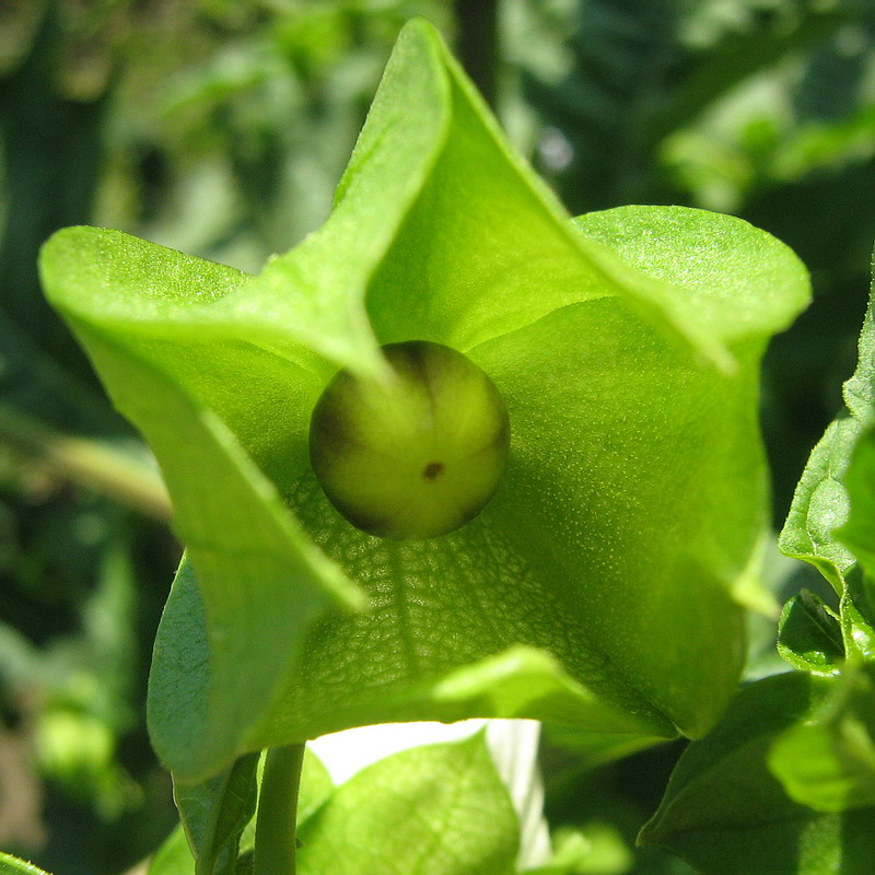 Image of Nicandra physalodes specimen.