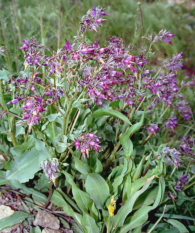 Изображение особи Rindera tetraspis.