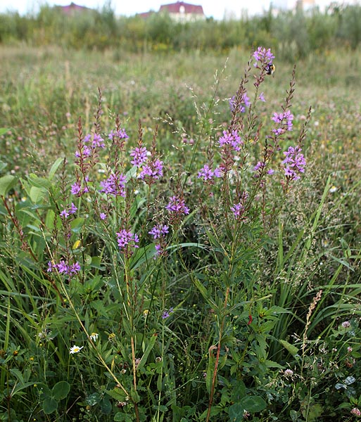 Изображение особи Lythrum virgatum.