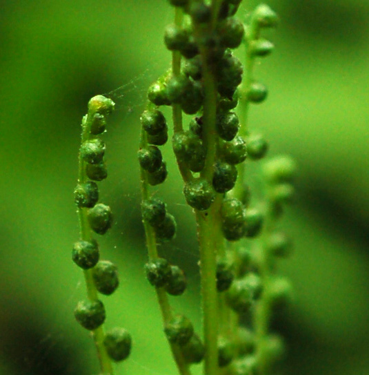 Image of Onoclea sensibilis specimen.