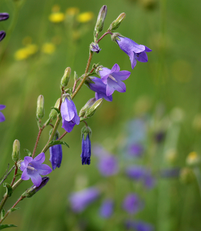 Image of Campanula praealta specimen.