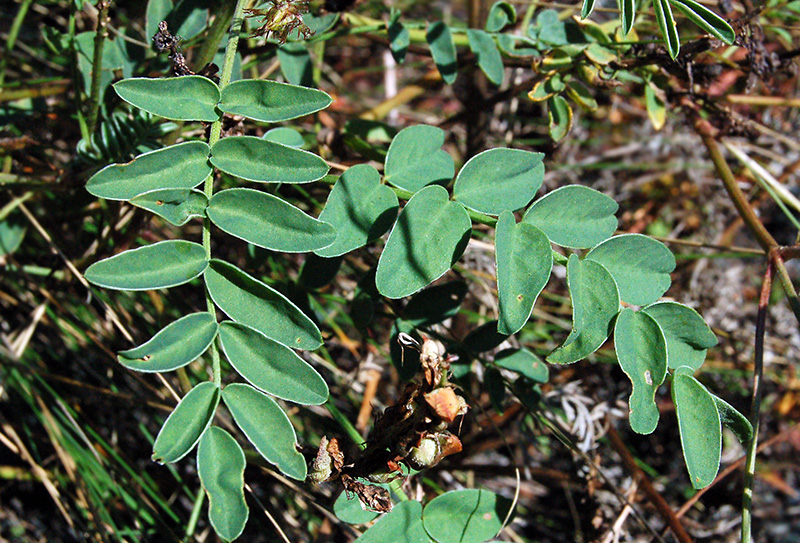 Image of Hedysarum gmelinii specimen.