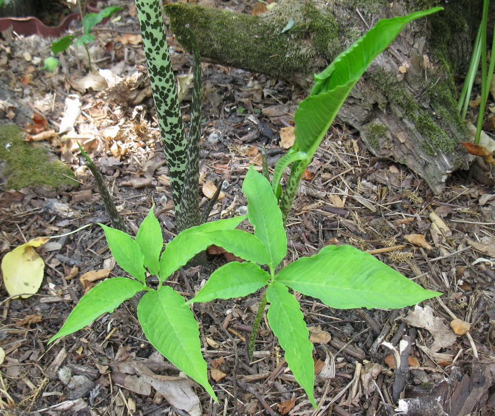 Изображение особи Sauromatum venosum.