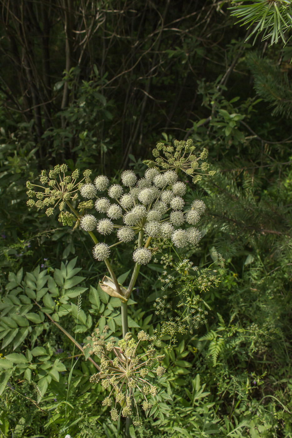 Изображение особи Angelica sylvestris.